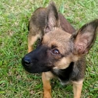 MALOYA, Chiot femelle Berger créole, chienne à adopter