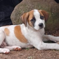 HOLLIS, chiot Croisée Labrador femelle, chienne à adopter