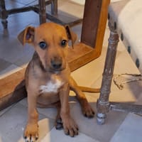 KARAMELLE, Chiot femelle Berger Créole, chienne à adopter