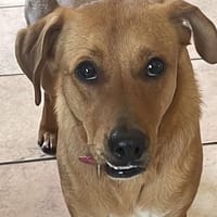 CHOUPY, Mâle berger créole junior, chien à adopter