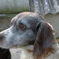 CLYDE, chien à adopter