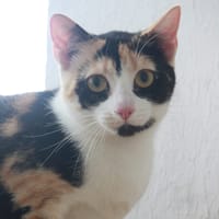 PRUNELLE, chat femelle européen junior, chatte à adopter