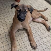 À L’ADOPTION , HOPE, adorable petite femelle CREOLE fauve à masque noir, chienne à adopter