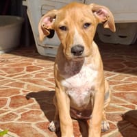MOÏRA, chiot Berger Créole femelle, chienne à adopter
