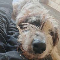 GLORIA, chienne à adopter