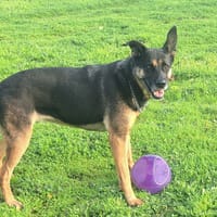 BEAUTY, chienne à adopter