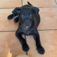 GUIZMO, Chiot mâle Croisé Labrador, chien à adopter