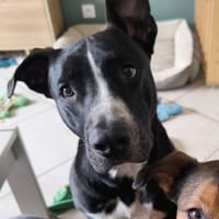 JEÏKO Mâle Berger créole junior, chien à adopter