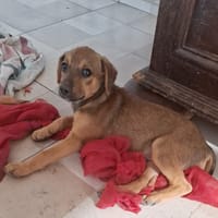 VERA, chiot femelle Berger Créole, chienne à adopter