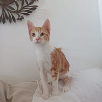 ZEPHYR, Chaton mâle créole, chat à adopter