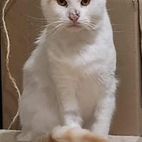 Großer Bär Guliver - sehr dringend, Kater zur Adoption