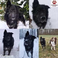 Wuschelkopf Cortesse sucht Familie, Hund zur Adoption