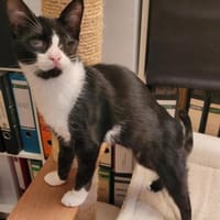 Kleiner Emil, Kater zur Adoption