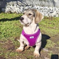 Karam ein super liebes Kerlchen, Hund zur Adoption