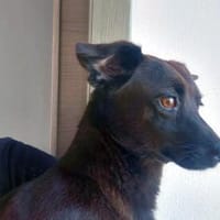 Pietrina braucht Geborgenheit, Hündin zur Adoption