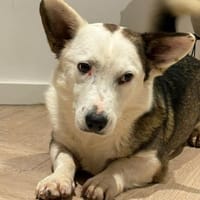 Felix - ein sensibler Begleiter, Hund zur Adoption