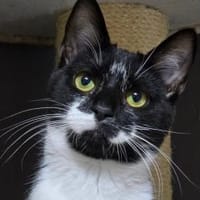 TOBI - mag es lieber etwas entspannter!, Katze zur Adoption