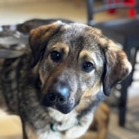 Jimmy ein Traum von Hund ....., Hund zur Adoption