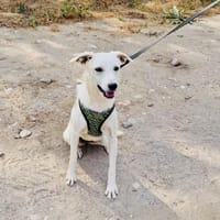 Super liebe Pamela, Hündin zur Adoption