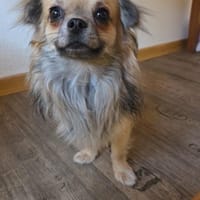 🐶 Maxi 💙1,5 Jahre Chihuahua Mix, Hund zur Adoption