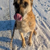 Notfallhund RUBY sucht ♥  ‼🆘‼, Hündin zur Adoption