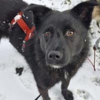 Whoopi - hat ein großes Herz, Hündin zur Adoption