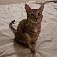 Tapfere Tracy sucht Zuhause, Katze zur Adoption