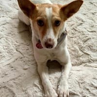 Travel sucht leider ein neues Zuhause, Hündin zur Adoption