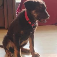 Süßer Welpe Turbo sucht Familie, Hund zur Adoption