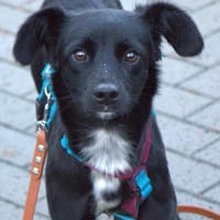 Nisha, schüchterne Mischlingshündin, Hündin zur Adoption