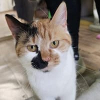 MAYA - eine ganz entzückende Glückskatze, Katze zur Adoption