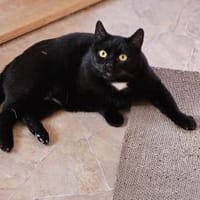 MOMO - geb. ca. 05/2022 - wk, Katze zur Adoption