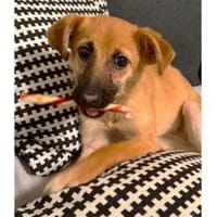 Maia - wartet in 44579 Castrop, Hündin zur Adoption