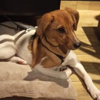 Arielle - sportliche Terrier Hündin, Hündin zur Adoption
