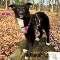 Jana  das kluge Köpfchen, Hündin zur Adoption
