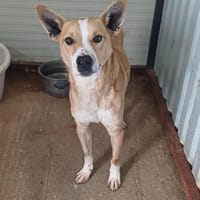 💙Sammy💙 sucht seine Menschen🐾💙, Hund zur Adoption