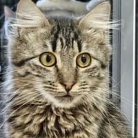 Willy - ein Eichhörnchen im Katzenpelz!, Kater zur Adoption