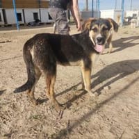 Schöner Goofy sucht sein Zuhause!❤🍀, Hund zur Adoption