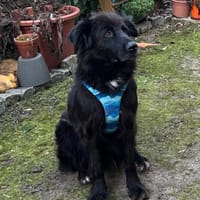 Bubs  zu zweit ist man nicht mehr ..., Hund zur Adoption