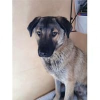 Johnny -wartet in 69256 Mauer, Hund zur Adoption