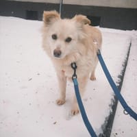 Lisett wartet auf PS in Berlin!, Hündin zur Adoption