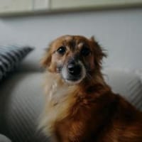 Elenka wartet in Rostock auf PS, Hündin zur Adoption