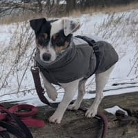 Jolly Jumper, Hund zur Adoption