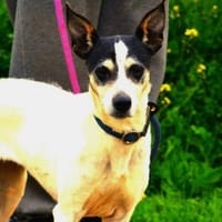 IZZY - spritzige Spanierin......, Hündin zur Adoption