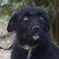 Litschi - liebenswert & freundlich, Hündin zur Adoption