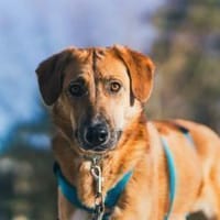 Rose - liebt jede Streicheleinheit, Hündin zur Adoption