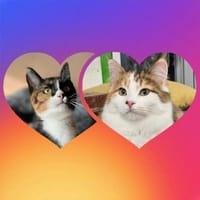 HOLLY&LUNA - Glücksduo sucht Zuhause!, Katze zur Adoption