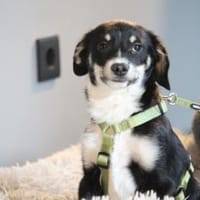 Calisto sucht sein Glück..., Hund zur Adoption