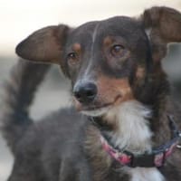 Joshi - freundlich & lieb, Hund zur Adoption