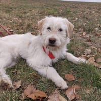 Hündin Nadja sucht ein Zuhause, Hündin zur Adoption